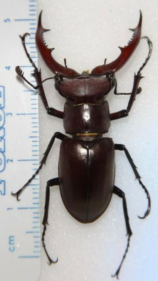 Lucanidae Lucanus Elaphus 45.  3mm Indiana 25s Stag Beetle Lucanid Insect