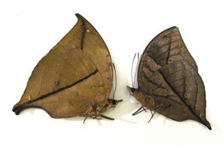 Nymphalidae.  1 Pair Kallima Paralekta.  West Java.