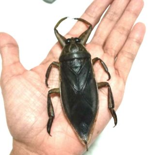 Extra Giant Water Bug Lethocerus Indicus Hemiptera Insect Specimen