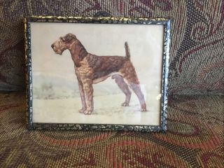 Vintage Framed Airedale Terrier Print 4” X 5” All