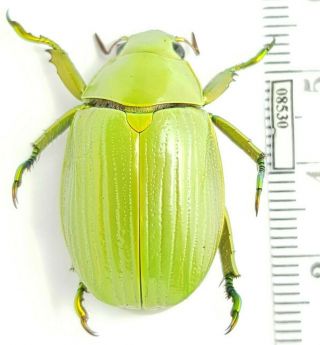 Scarabaeidae,  Rutelinae Chrysina Sp.  Mexico