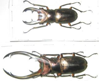 Lucanidae 2 Cyclommatus Elaphus Male A1 Big Male 79mm (indonesia)