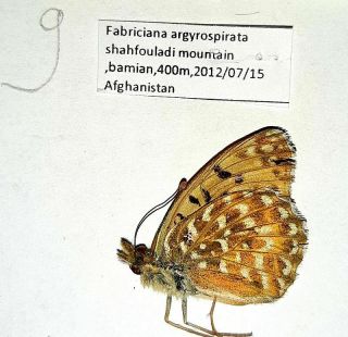 Nymphalidae Argynnis Argyrospilata Male A - Afghanistan,  Top Rare