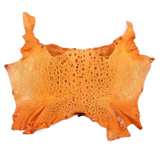Bufo Marinus Cane Toad Skin Taxidermy Professionally Dyed Craft Leather Orange