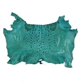 Bufo Marinus Cane Toad Skin Taxidermy Dyed Craft Leather Teal Green