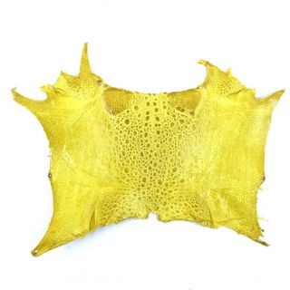 Bufo Marinus Cane Toad Skin Taxidermy Professionally Dyed Craft Leather Yellow