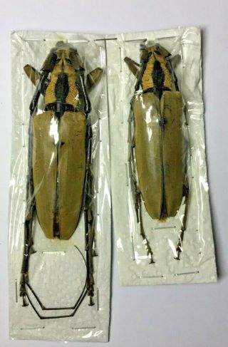 Cerambycidae: Massicus Pascoei Pair 65,  - Malaysia