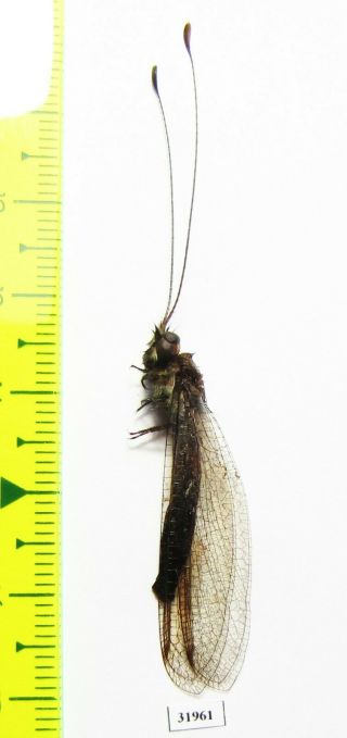 Neuroptera,  Ascalaphidae Sp. ,  Panama