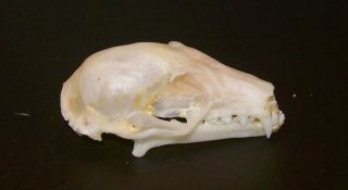 Eonycteris Spelaea Bat Skull Taxidermy Real