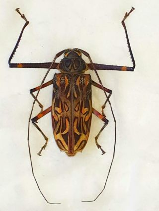 Acrocinus Longimanus Female Very Big 56mm,  Cerambycidae Ecuador
