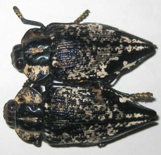 Buprestidae 2 Polybothris Lelieuri A1 (madagascar)
