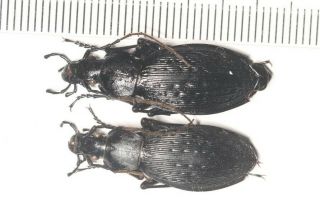 Carabidae Carabus Apotomopterus Coptolabrus Hubei (2)