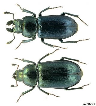 Coleoptera Lucanidae Platycerus Caprea Nw.  Russia Pair 14mm/13mm