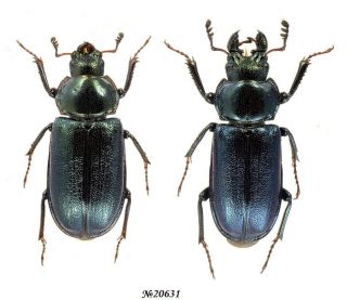 Coleoptera Lucanidae Platycerus Caprea Nw.  Russia Pair 14mm/12mm