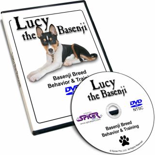 Lucy The Basenji Tricolor Breed Behavior Training Dvd