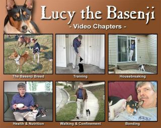 Lucy the Basenji Tricolor Breed Behavior Training DVD 2