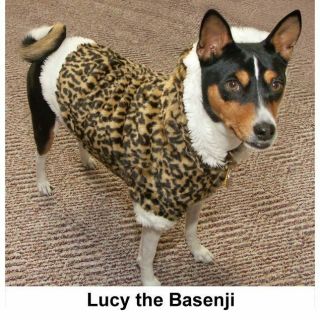 Lucy the Basenji Tricolor Breed Behavior Training DVD 3
