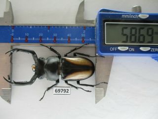 69792 Lucanidae: Rhaetulus Crenatus.  Vietnam North.  58mm