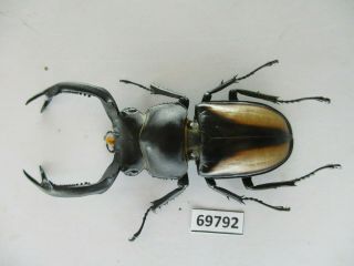 69792 Lucanidae: Rhaetulus crenatus.  Vietnam North.  58mm 2