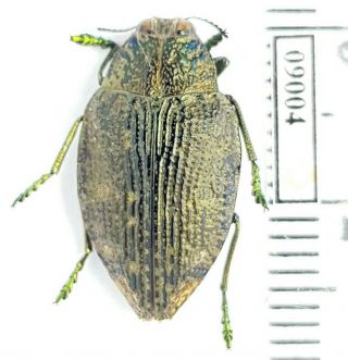 Buprestidae Polybothris Obsoleta Madagascar (with Gps - Data)