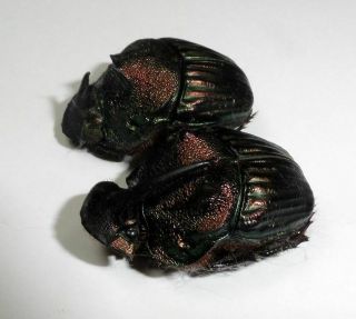 Scarabaeidae,  Sulcophanaeus Leander (good A2) Pair