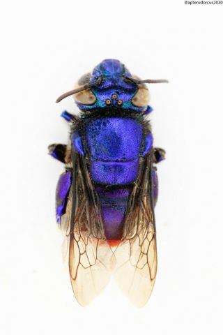 Hymenoptera,  Euglossa Sp. ,  Colombia