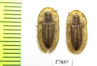 Tenebrionidae,  Cossyphus Tauricus,  Russia
