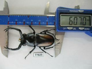77825 Lucanidae: Rhaetulus crenatus.  Vietnam North.  60mm 2
