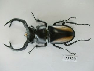77790 Lucanidae; Rhaetulus crenatus.  Vietnam North.  58mm 3