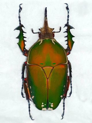 Mecynorrhina Torquata Male Huge Xxl 84mm,  Cetonidae Cameroon