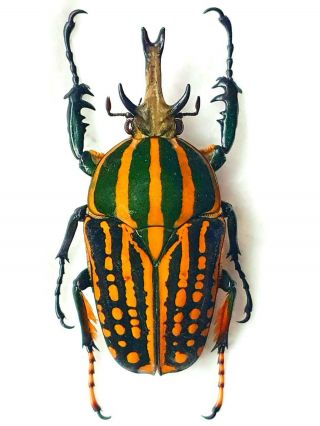 Chelorrhina Romyae Male Giant Xxl 67mm,  Cetonidae Cameroon