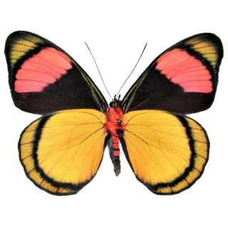 Batesia Hypochlora Verso One Real Butterfly Yellow Pink Unmounted Wings Closed