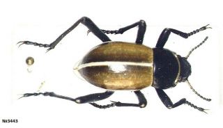 Coleoptera Tenebrionidae Onymacris Sp.  Namibia 18mm.