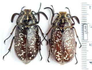 Scarabaeidae,  Melolonthinae Polyphylla Gracilicornis China,  Sichuan 2 Males