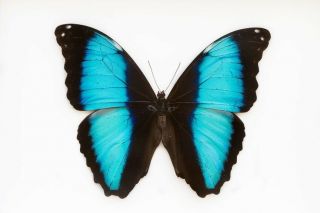 Blue Morpho Butterfly Morpho Deidamia Briseis Male Folded Fast From Usa
