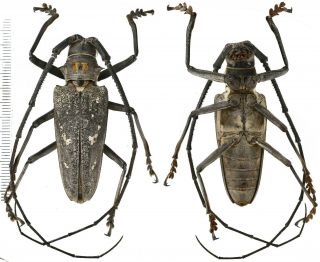 Batocera Humeridens Pulverosa - Cerambycidae 54mm From Alor Island,  Indonesia