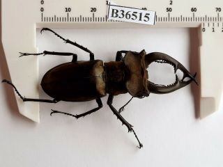 B36515 - Lucanus Nobilis Ps.  Beetles Yen Bai Vietnam 64mm