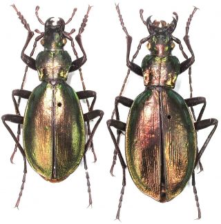 23.  Carabidae - Carabus (platycarabus) Depresus Ssp.  Lucens.  Pair