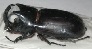 Dynastidae Scapanes Australis Brevicornis Male A1 59mm (west Papua)