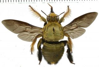 Xylocopa Sp.  - Hymenoptera From Bali Island,  Indonesia