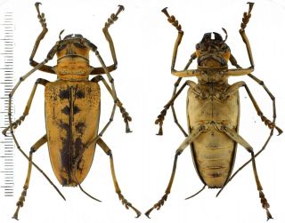 Rosenbergia Mandibularis - Cerambycidae 51mm From Jayapura West Papua,  Indonesia