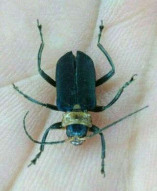 Coleoptera Cerambycidae Cerambycinae Sp.  13mm From - Peru