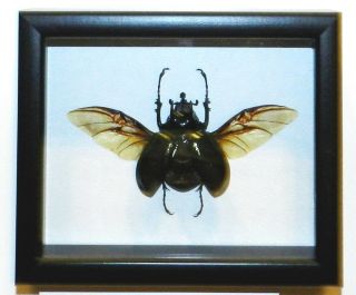 Chalcosoma In A Frame Made Of Expensive Wood