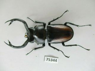 75344 Lucanidae: Rhaetulus Crenatus.  Vietnam North.  56mm