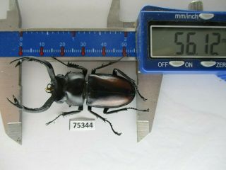75344 Lucanidae: Rhaetulus crenatus.  Vietnam North.  56mm 2