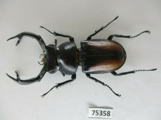 75358 Lucanidae: Rhaetulus Crenatus.  Vietnam North.  56mm