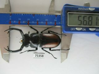 75358 Lucanidae: Rhaetulus crenatus.  Vietnam North.  56mm 2