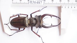 B36487 - Lucanus Kraatzi Giangae Ps.  Beetles Cao Bang Vietnam 62mm