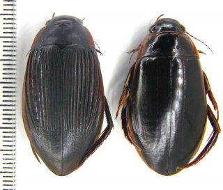 Dytiscidae Dytiscus Circumcinctus Nw Russia Pair