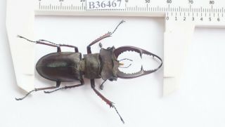 B36467 - Lucanus Kraatzi Giangae Ps.  Beetles.  Cao Bang Vietnam 59mm